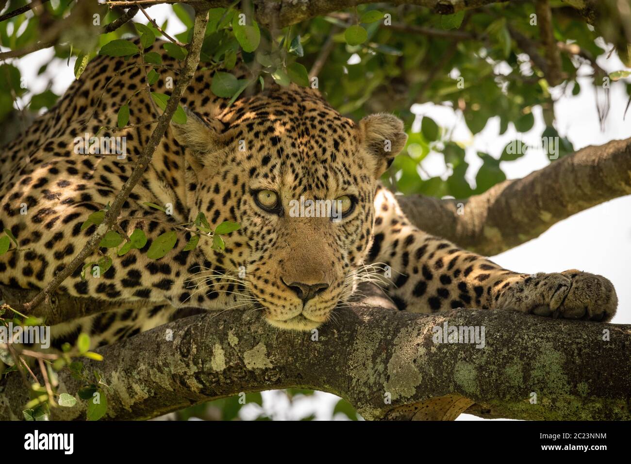 Un maschio di leopard giace su un lichen coperto il ramo guardando verso il basso. Ha un colore marrone, mantello macchiato, baffi e gli occhi verdi. Girato con una Nikon D850 in Masa Foto Stock