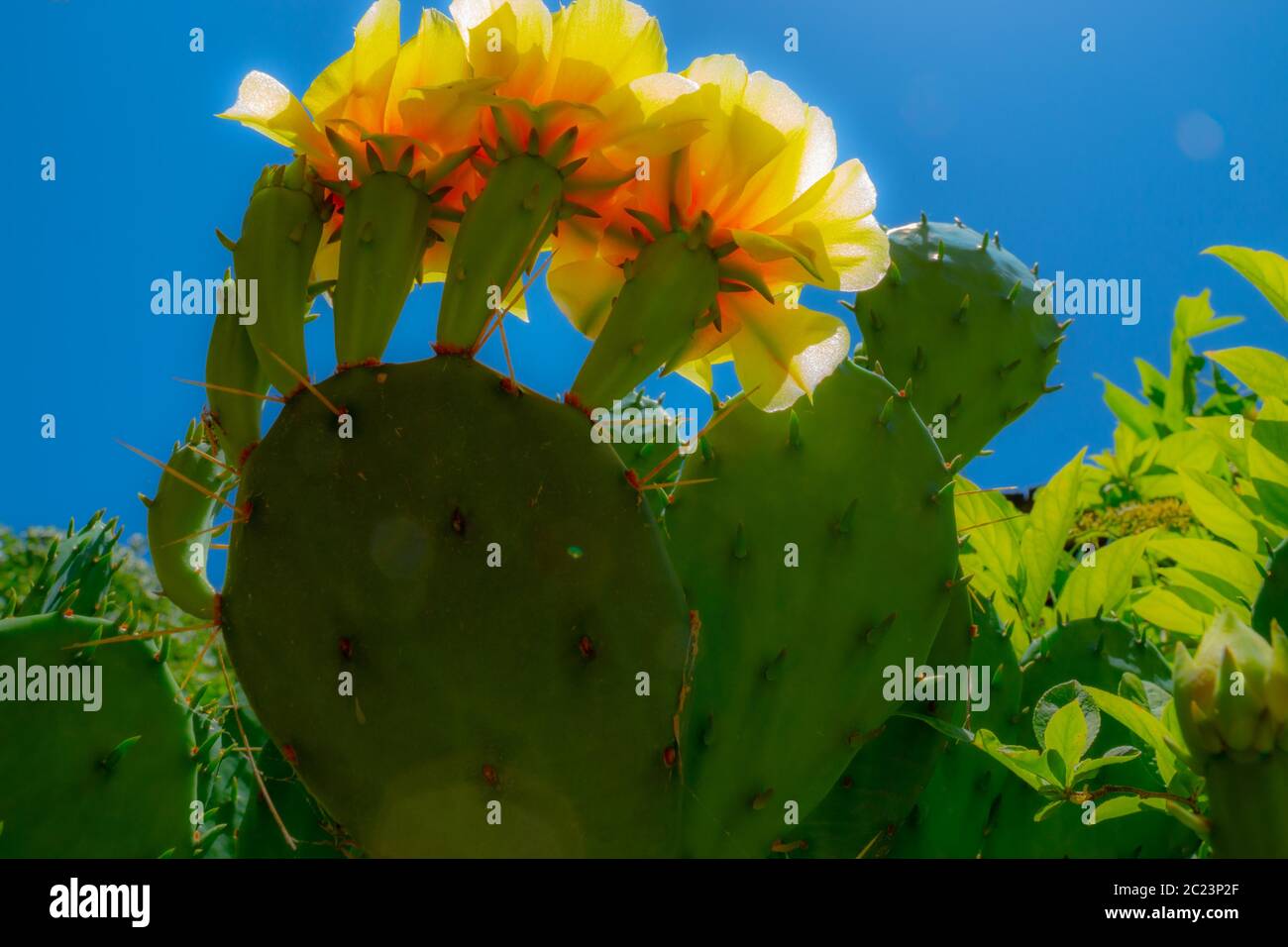 Prickly Pear cactus fiorisce dalla primavera all'estate, in cima alle pale più alte del cactus. Poi ottengono le gemme e si trasformano in frutta. Foto Stock