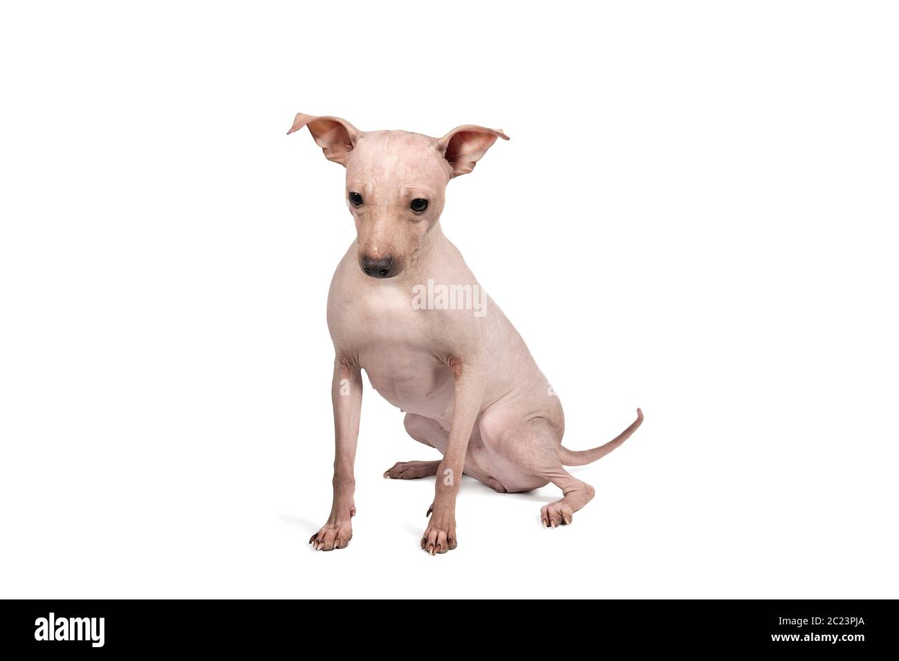 Ritratto di un cane americano senza capelli Terrier isolato su sfondo bianco Foto Stock
