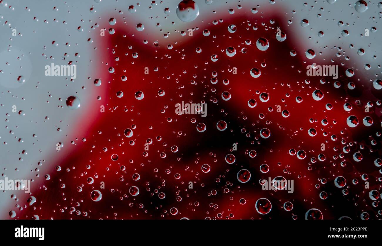 Immagine sfocata di una rosa rossa dietro un vetro trasparente di una finestra con una goccia di acqua su sfondo bianco. Il giorno di San Valentino del concetto. Foto Stock