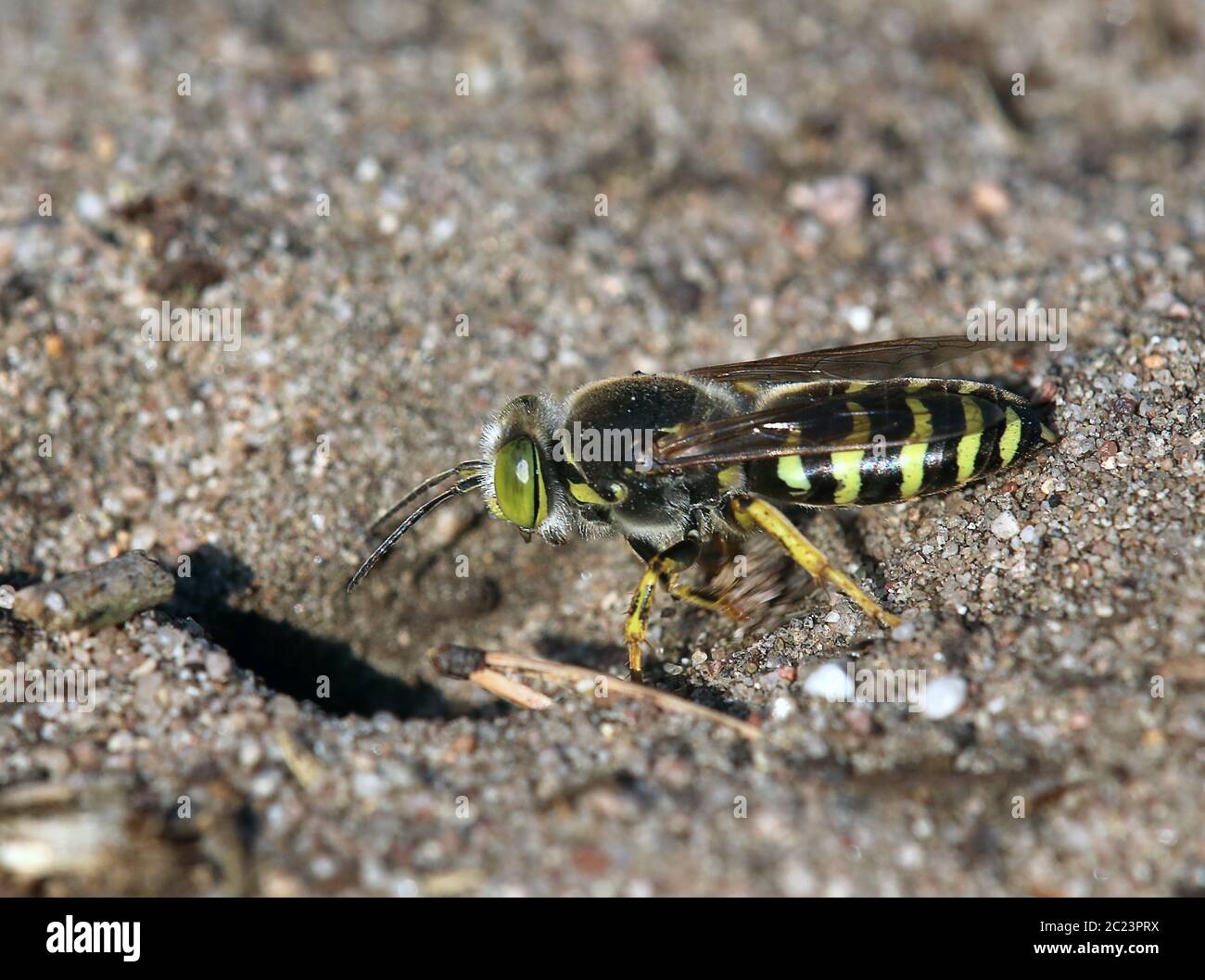 Una grande wasp rotativa Bembix rostrata sulla duna interna Sandhausen Pflege SchÃ¶nau Foto Stock