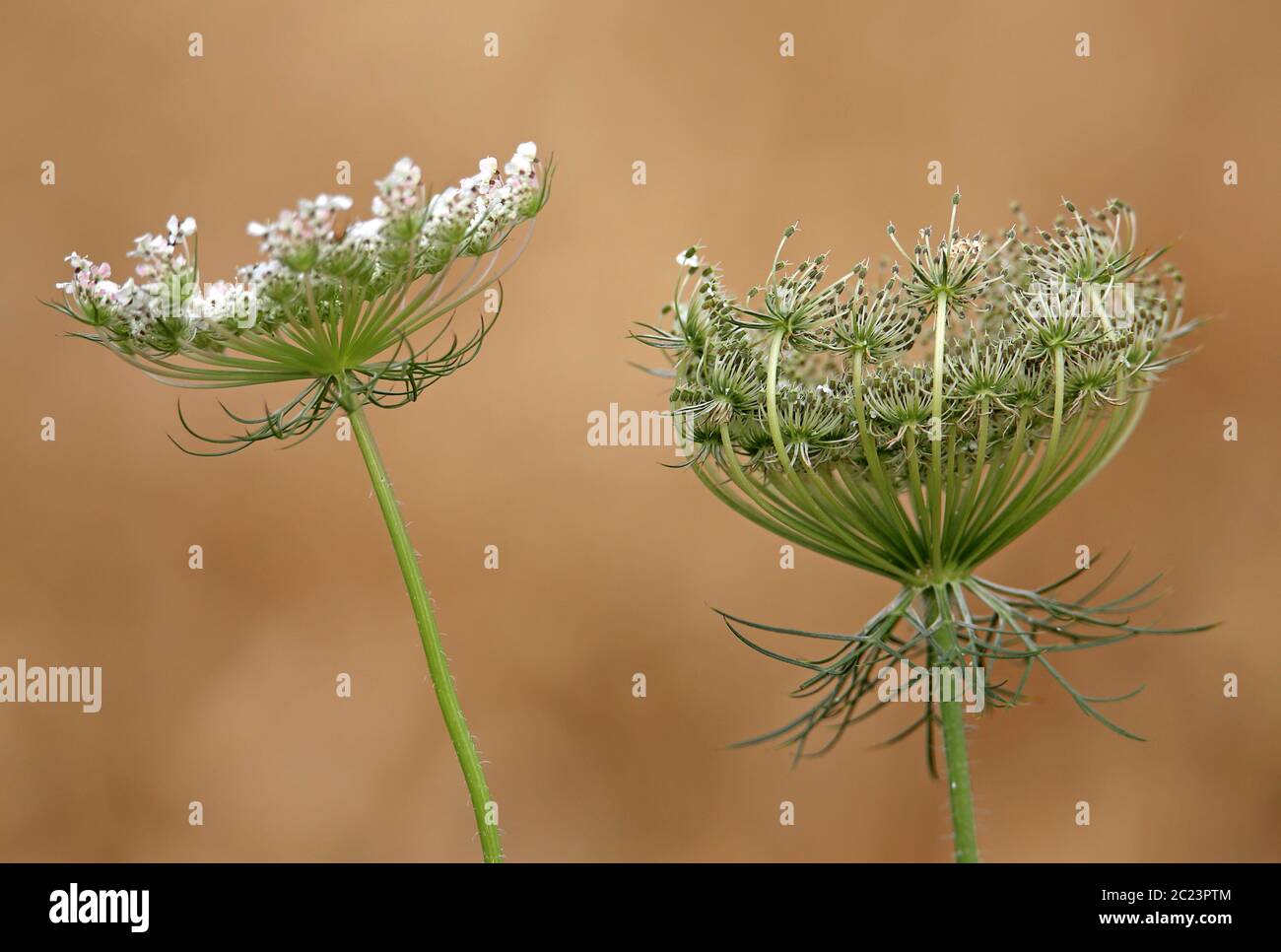 Infiorescenza e stand di frutta a Wilder Carrot Daucus carota Foto Stock