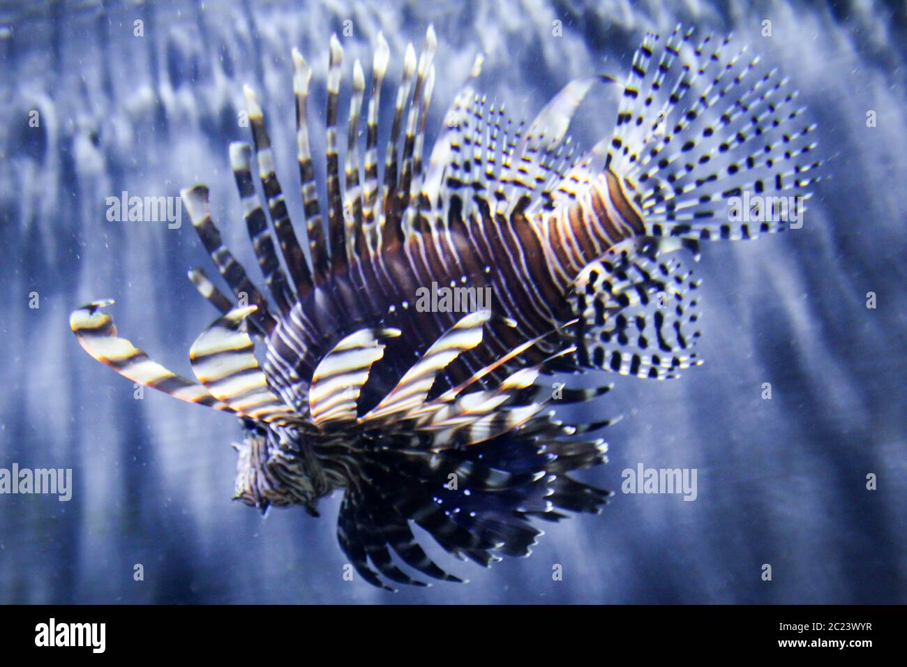 pesci del fuoco Foto Stock