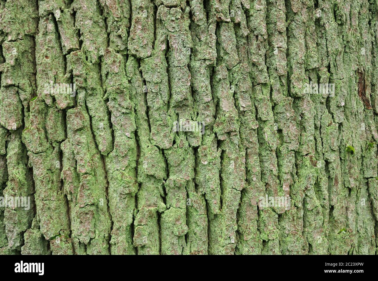 Corteccia della quercia comune, Quercus robur Foto Stock