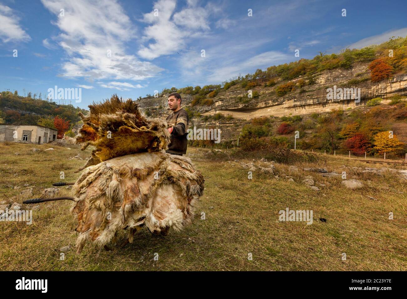 L'uomo locale accatastando le pelli di pecora dopo che sono state asciugate nel sole, in Chiatura, Georgia Foto Stock