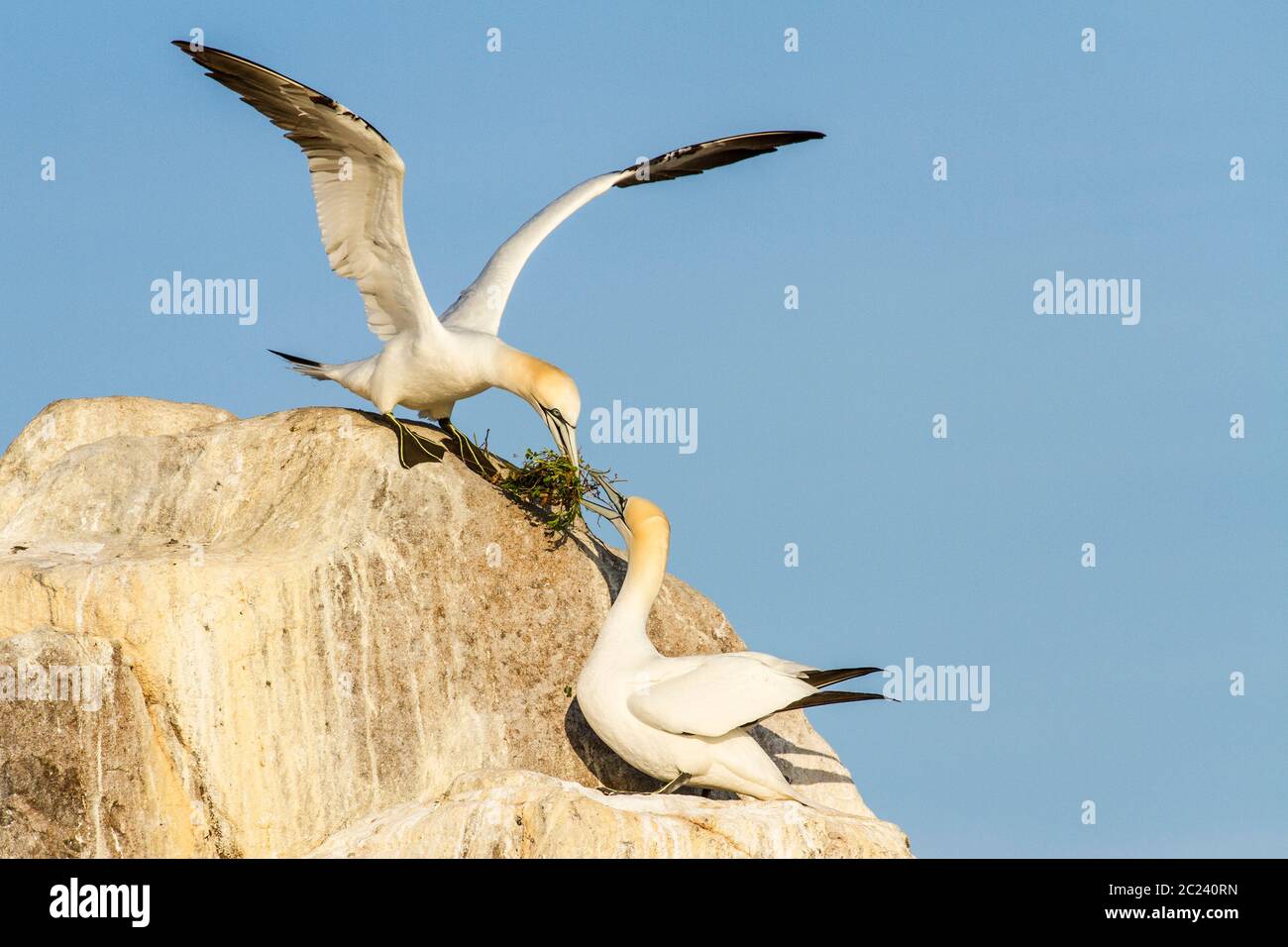 Un paio di Northern Gannet (Morus bassanus) che passa sopra il materiale di nidificazione, Great Saltee Island, Irlanda Foto Stock