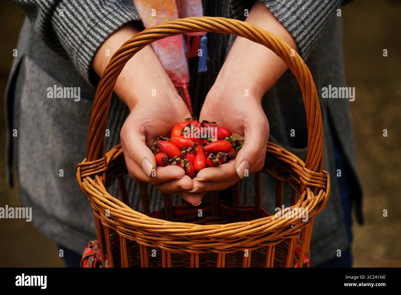 Donna tiene i rosehip nelle sue mani Foto Stock