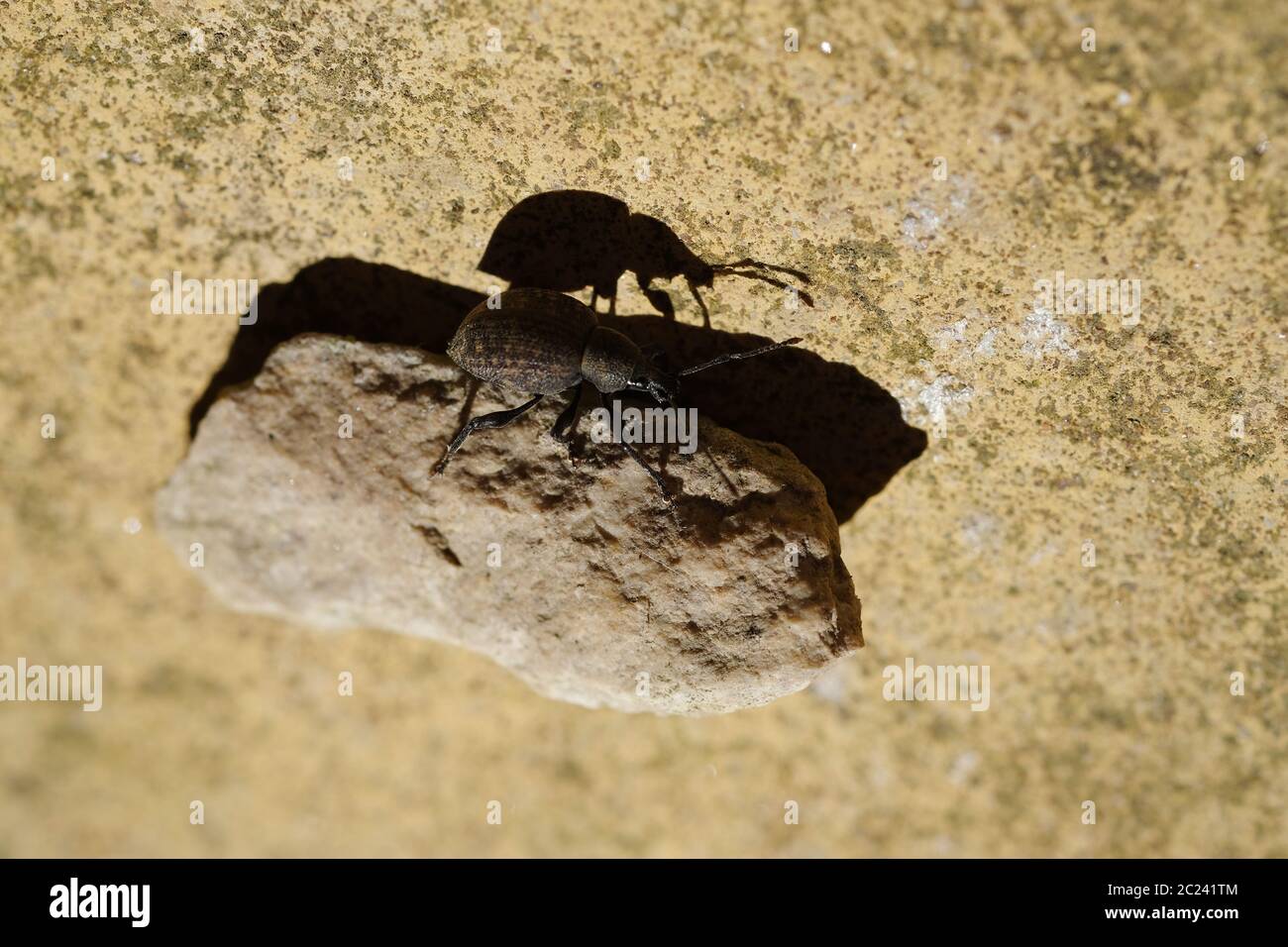 Insetto marrone in giardino Foto Stock