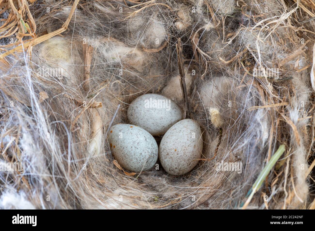 Primo piano di uova di robins in un nido Foto Stock