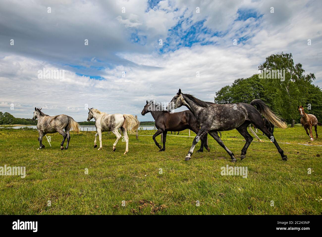 Mandria di cavalli di galoppo attraverso il prato Foto Stock