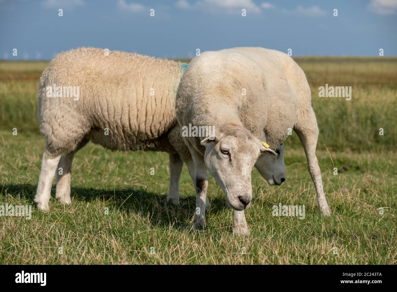 Pecore Foto Stock