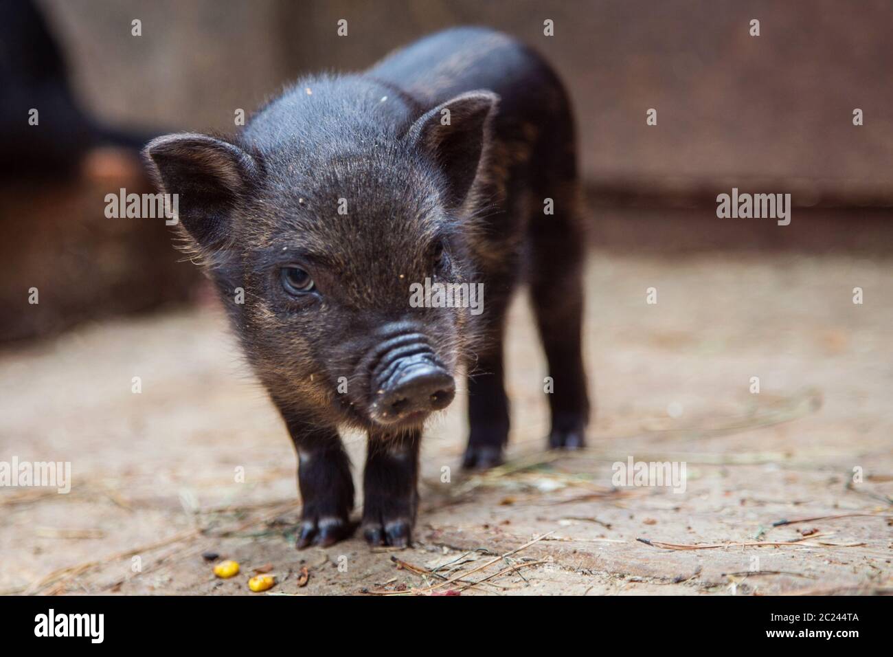 Simpatico piglet nero su una fattoria guardando la macchina fotografica con curiosità. Piccolo cucciolo nero in sty in fattoria. Maiale curioso del bambino dell'animale domestico. Maiale curioso del bambino dell'animale domestico. Foto Stock