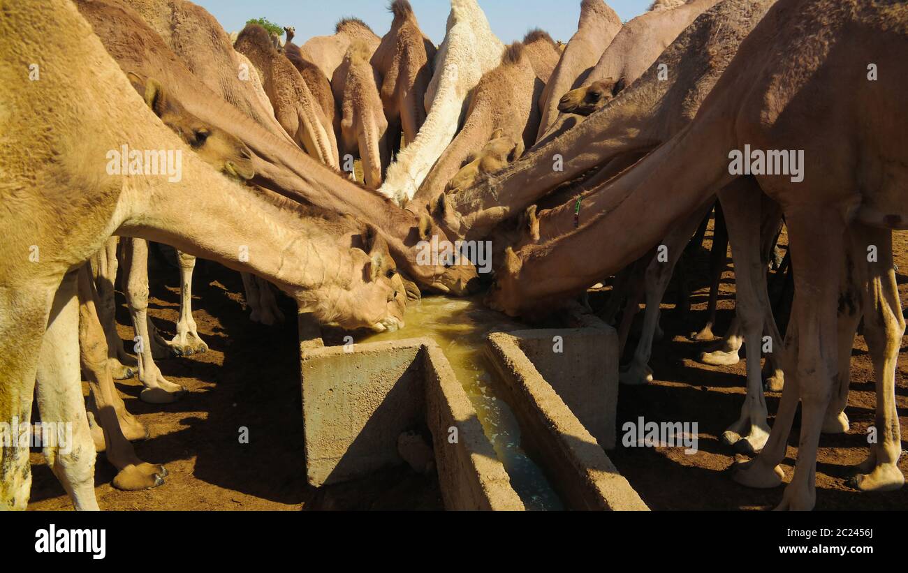 Ritratto di cammelli beventi al pozzo del deserto a Djibriga a Barh-El-Gazal, Ciad Foto Stock