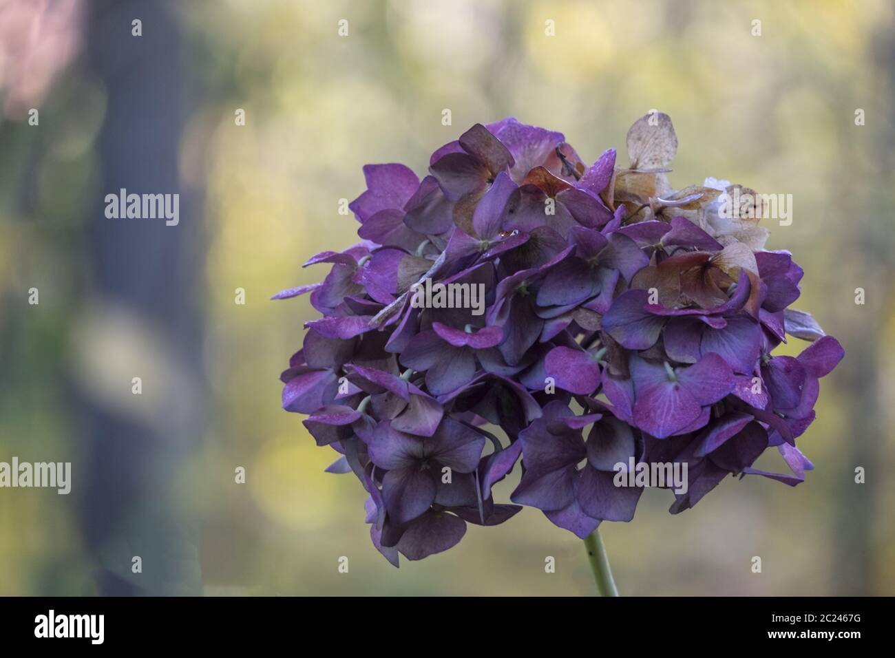 Disponibile su richiesta Foto Stock