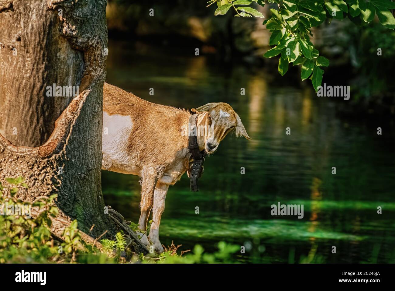Capra vicino albero Foto Stock