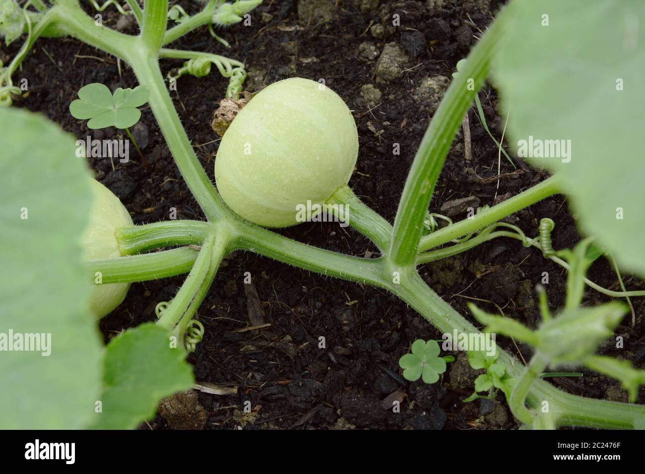 Smooth-pelato verde pallido zucca ornamentale che cresce su un fico d'india vine on dark compost Foto Stock