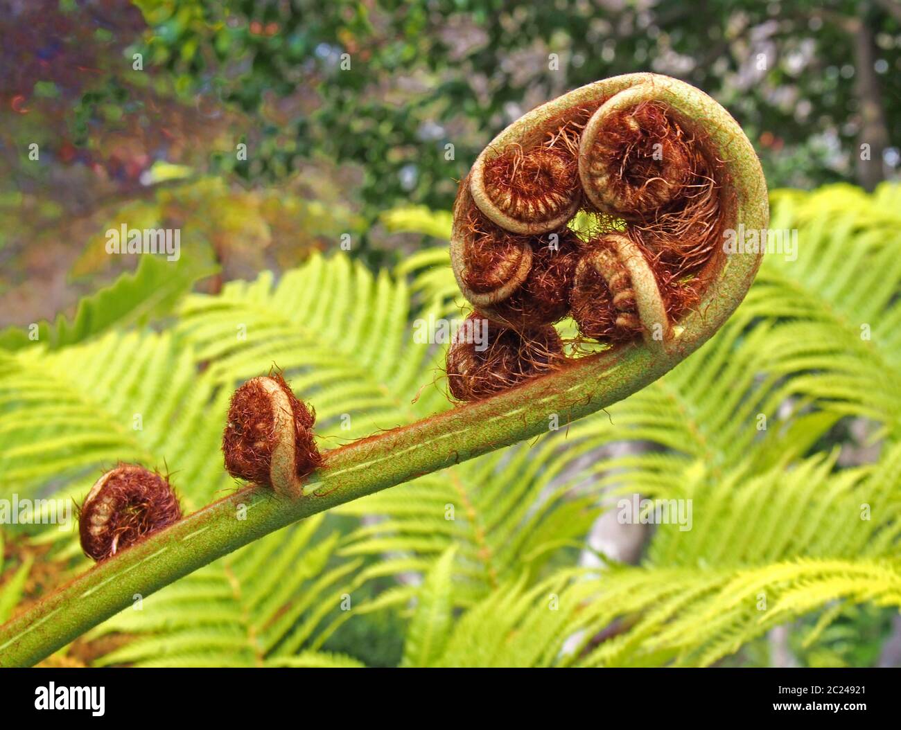 una foglia di felce srotolante in primo piano con un complesso motivo a spirale con sfondo verde brillante Foto Stock