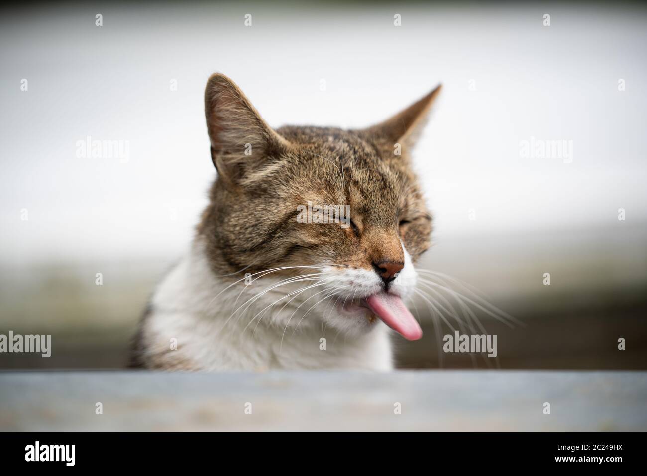 Divertente ritratto di un gatto soriano bianco che attacca fuori la lingua  immagini e fotografie stock ad alta risoluzione - Alamy