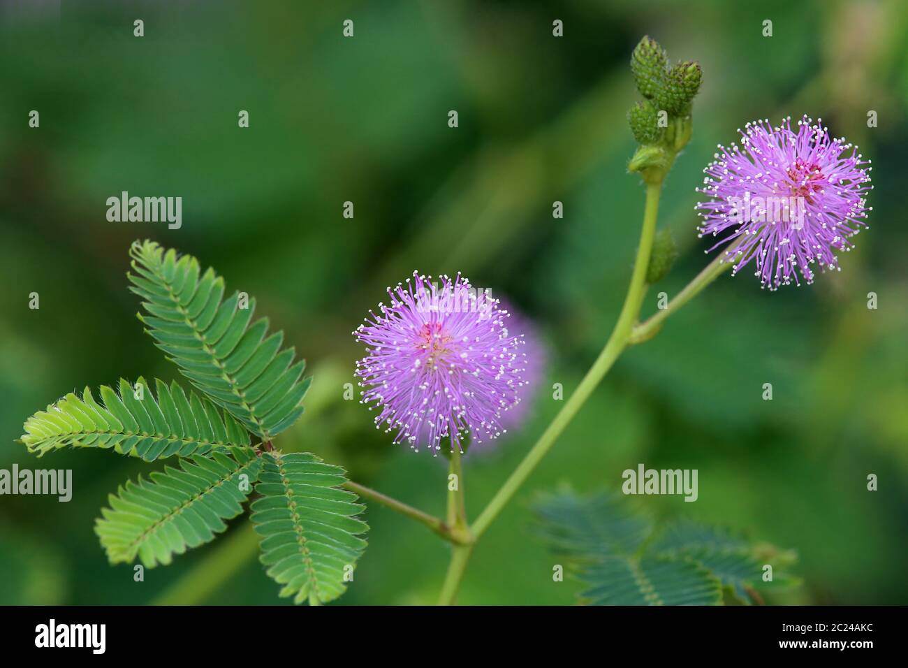Mimose Mimosa pudica fiorisce Foto Stock