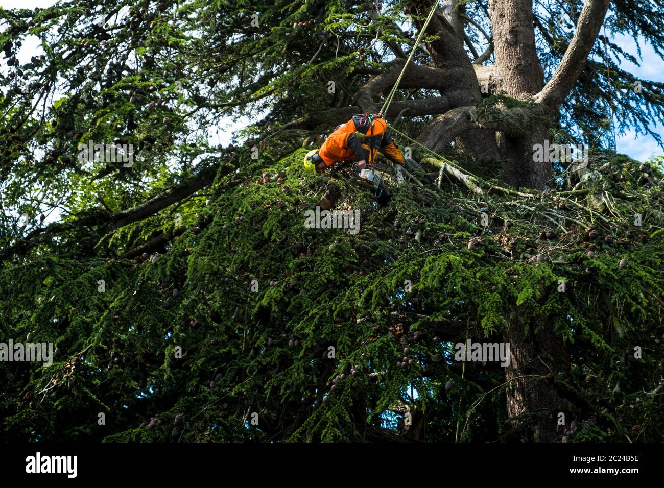 Chirurgo dell'albero in abiti protettivi di hi viz usando una motosega, potando un albero. Foto Stock
