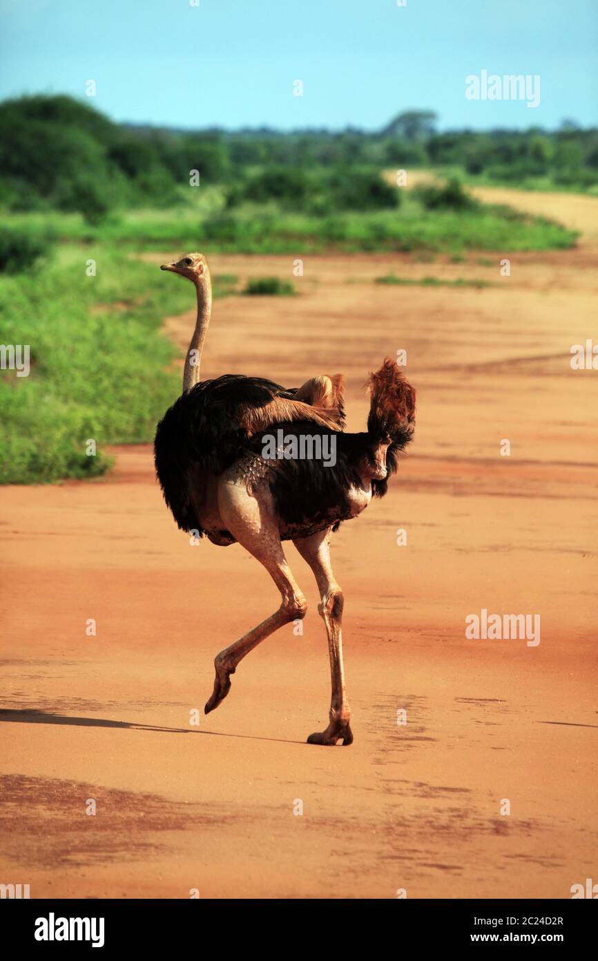 Ostrich nel parco nazionale orientale di Tsavo, Kenia Foto Stock