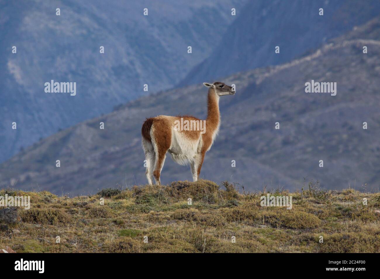 Guanako si erge guardia di fronte alle montagne blu di Patagonia Foto Stock