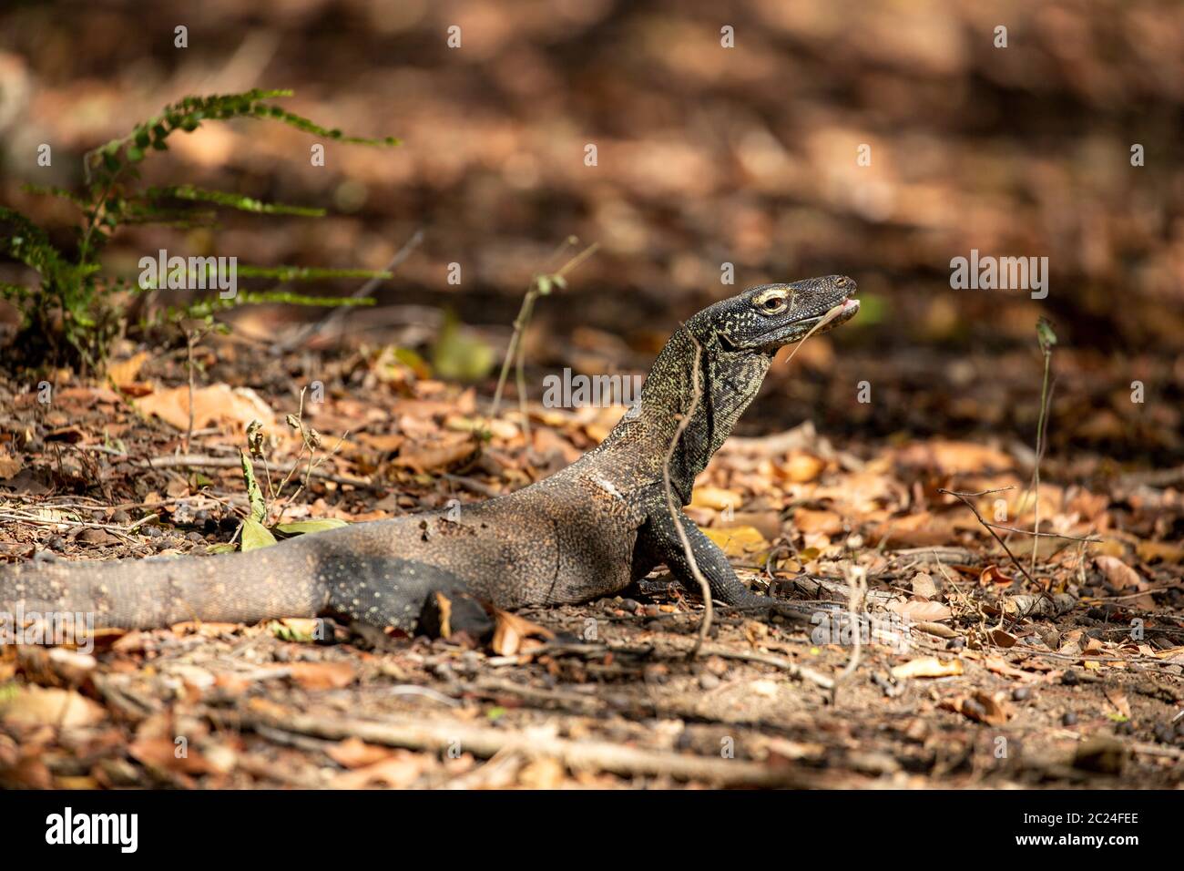 Il bambino animale di Komodwaran su Rinca raggiunge la lingua lunga Foto Stock