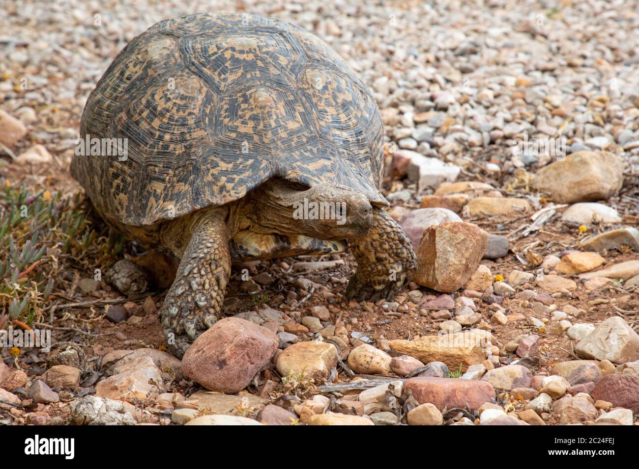 Foto della fauna selvatica di tartaruga di montagna vicino su terreno sassoso in Sud Africa Foto Stock