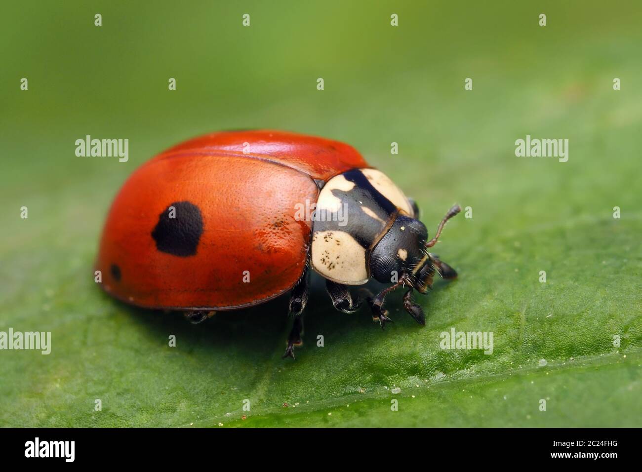 2 punti Ladybird (Adalia bipunctata) seduto sulla foglia. Tipperary, Irlanda Foto Stock