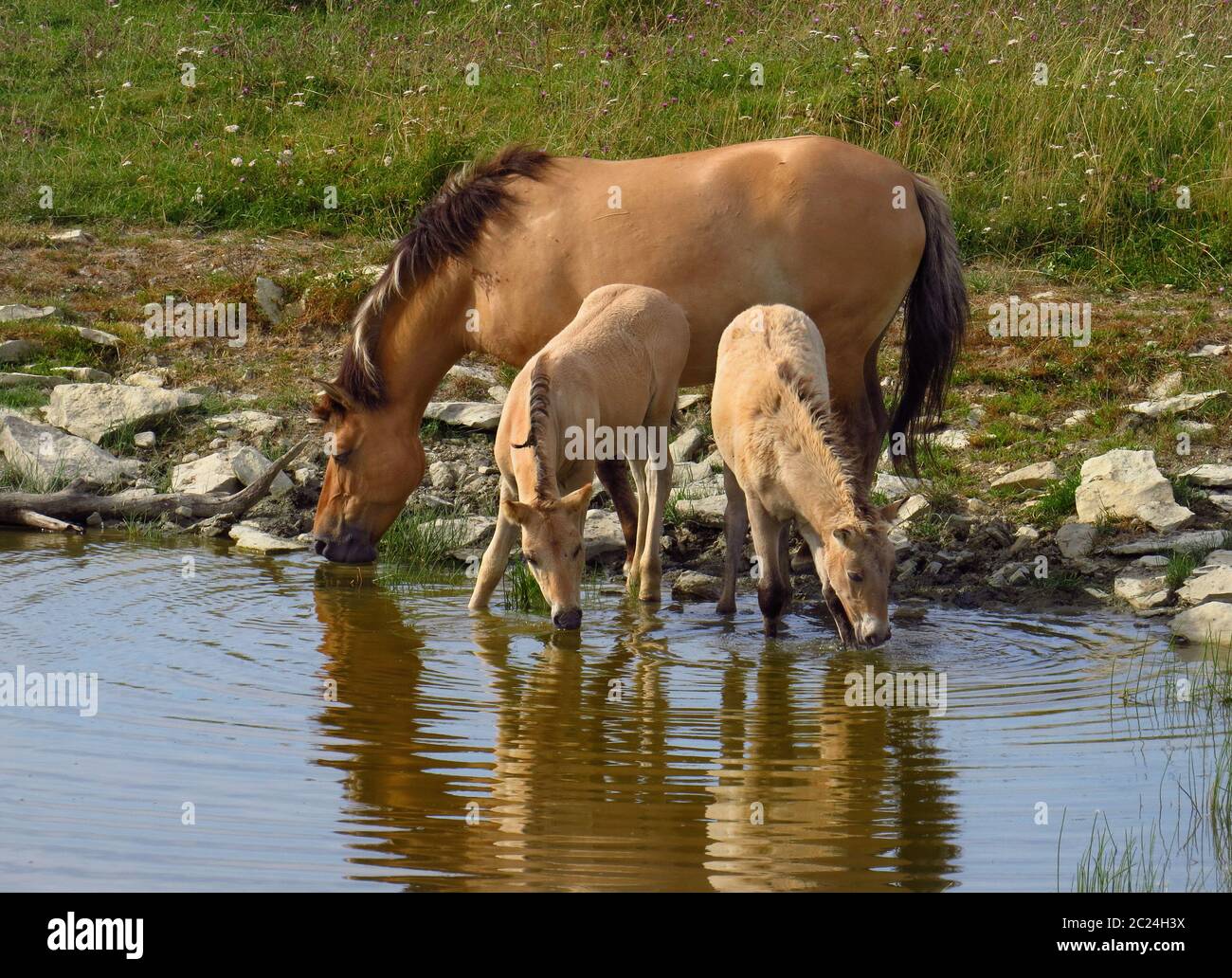 Cavalli Konik, mare e due nemici in una buca d'acqua Foto Stock