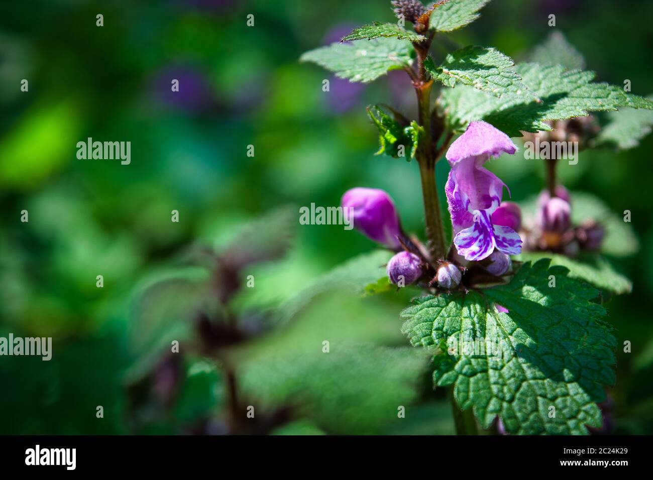 Close-up foto di terra-ivy fiore su uno sfondo verde presi in Alpi austriache Foto Stock