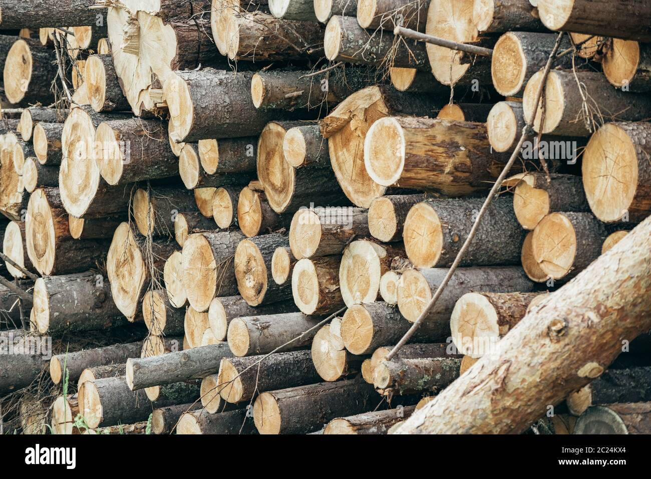 tronchi di alberi vari fotografati dal taglio della sega Foto Stock