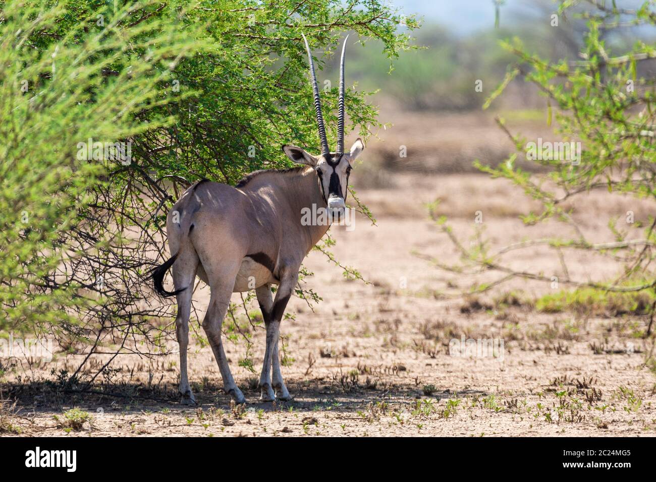 East African oryx, Oryx beisa o Beisa, in affioramento Parco Nazionale in Etiopia. Foto Stock