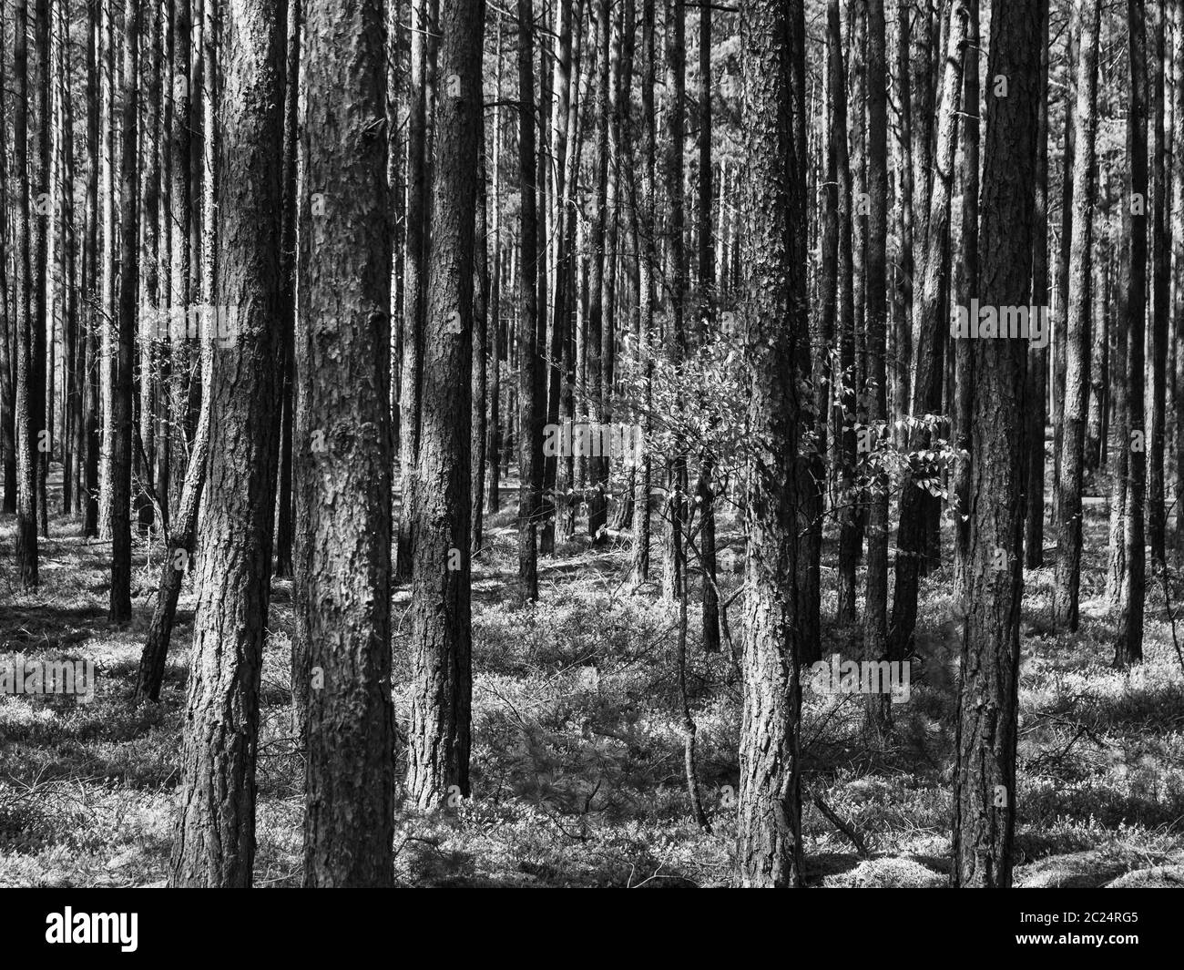Bellissimo paesaggio di pineta in giornata di sole. Sfondo natura. Gli alberi alti dei pini che crescono nella foresta vecchia. Foto in bianco e nero. Foto Stock