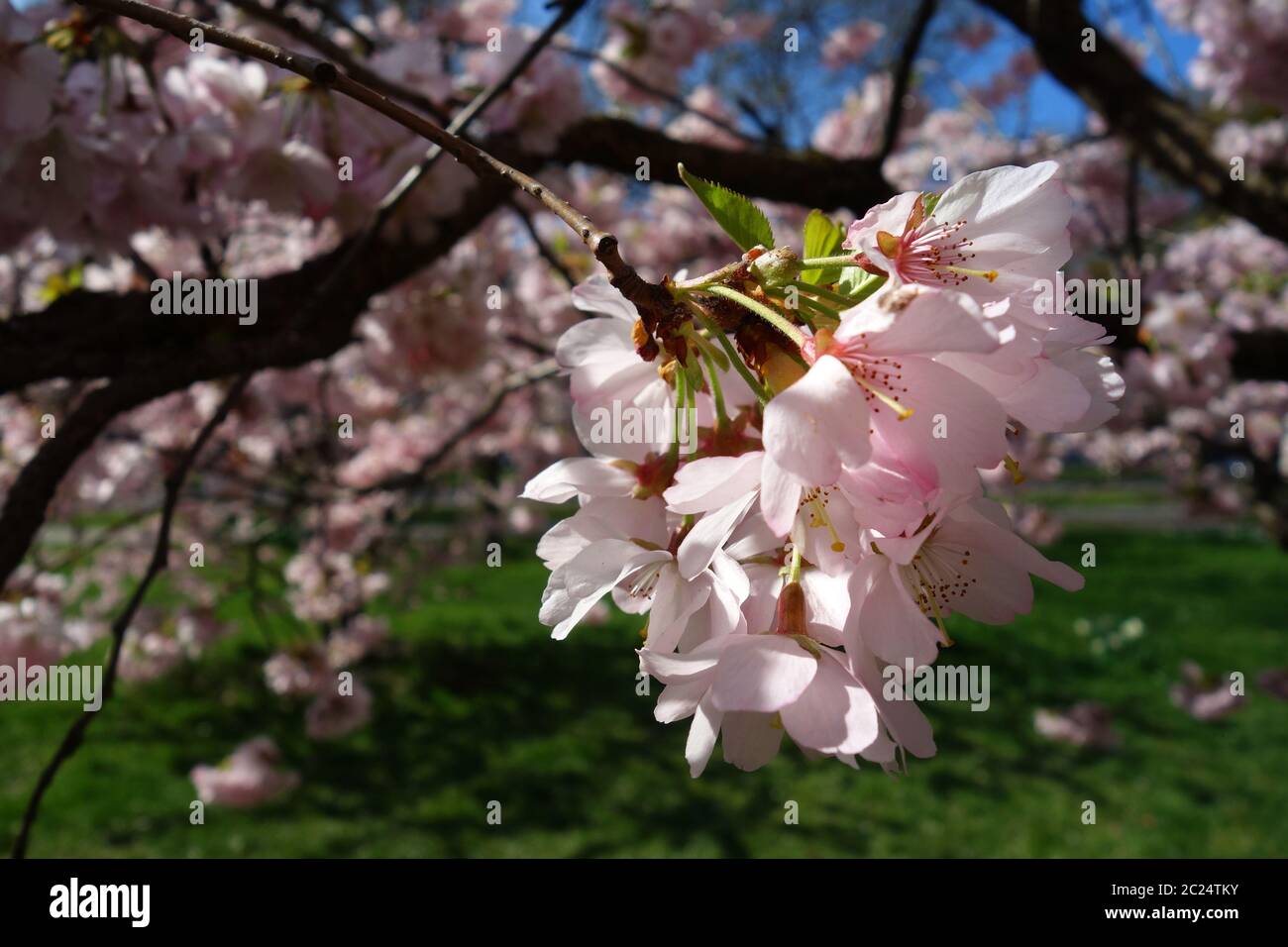 Japanese Cherry Blossom Foto Stock