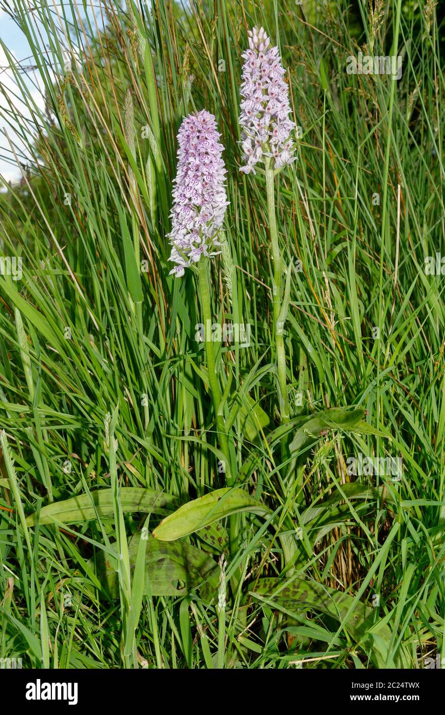 Comune orchidea a puntini - Dactylorhiza fuchsii due piante in erba lunga in giro di bosco Foto Stock