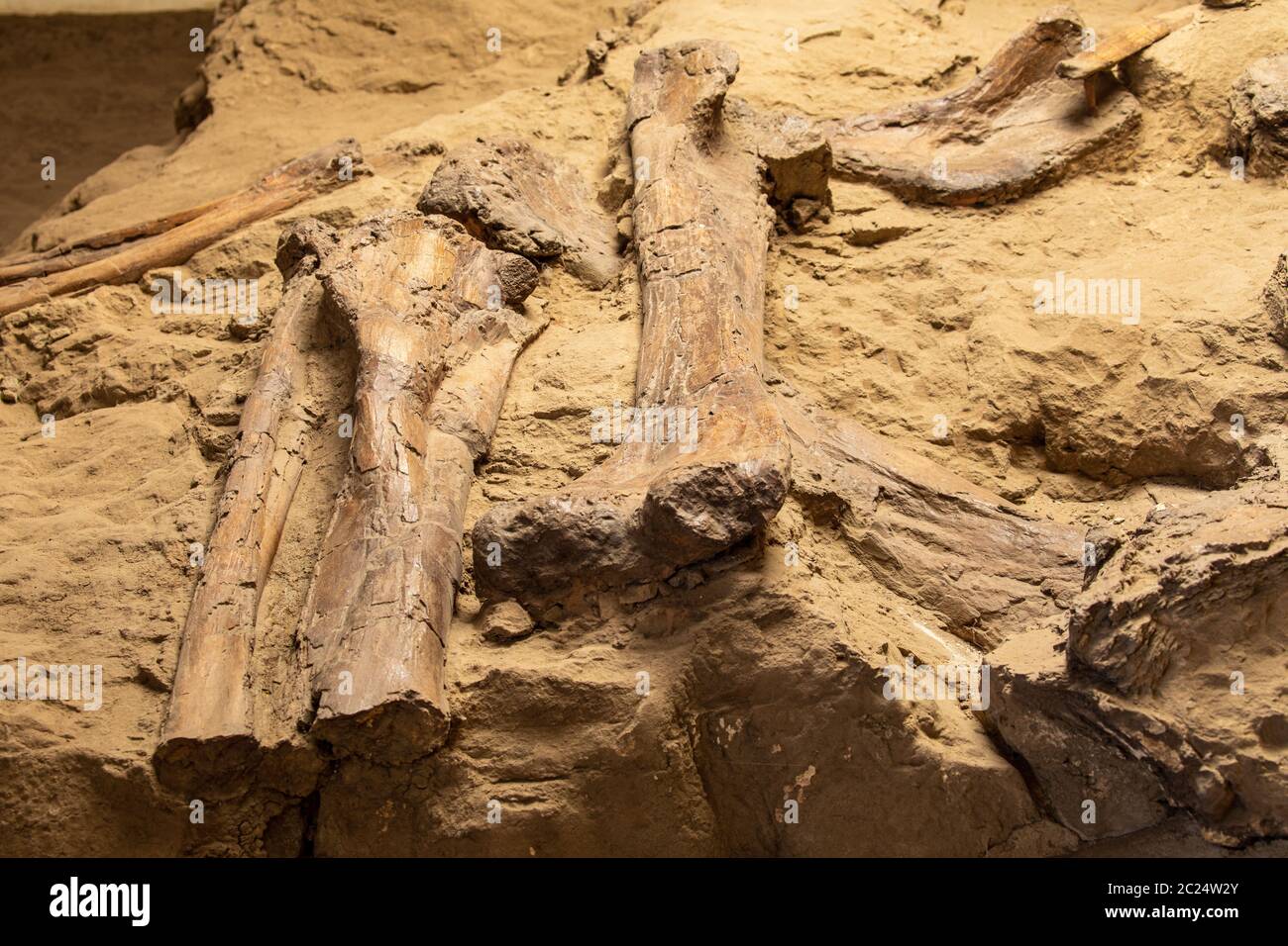 Ossa e fossili di dinosauro Foto Stock
