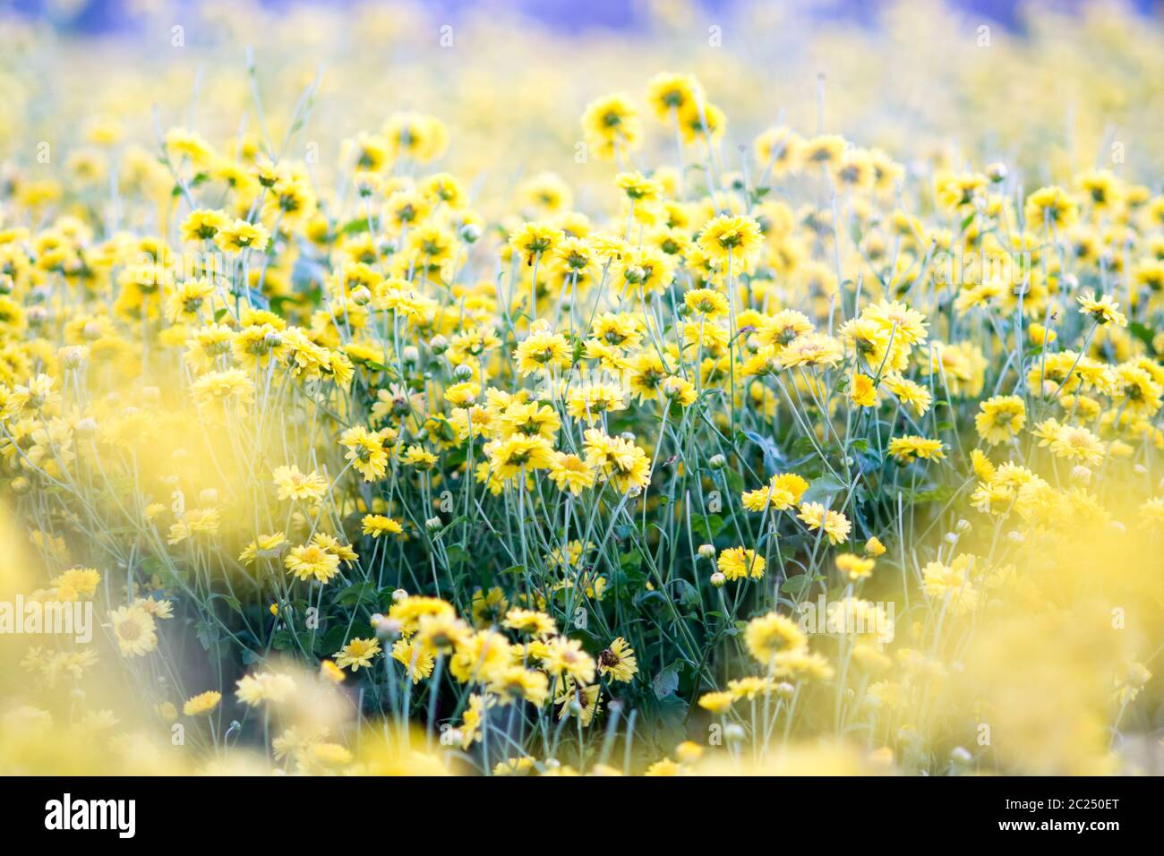 Crisantemo giallo fiori Foto Stock