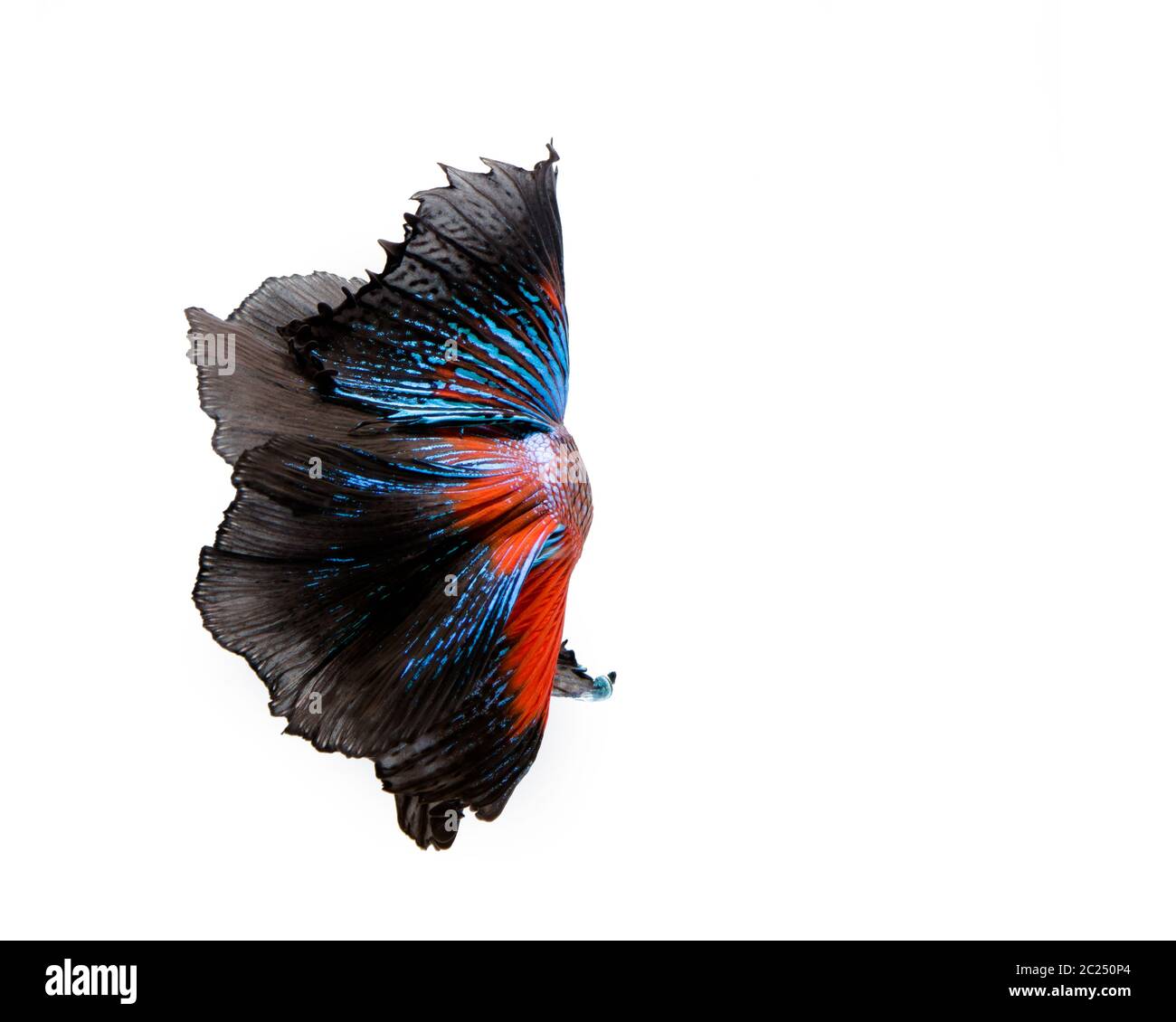 Pesce di betta multicolore Foto Stock