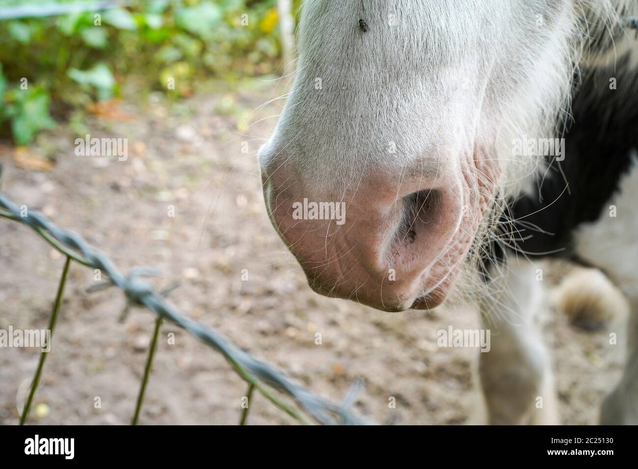 Vista frontale in primo piano di naso di cavallo isolato, narici, bocca all'aperto da involucro di filo spinato. Idioma, espressione: Diritto dalla bocca del cavallo. Foto Stock