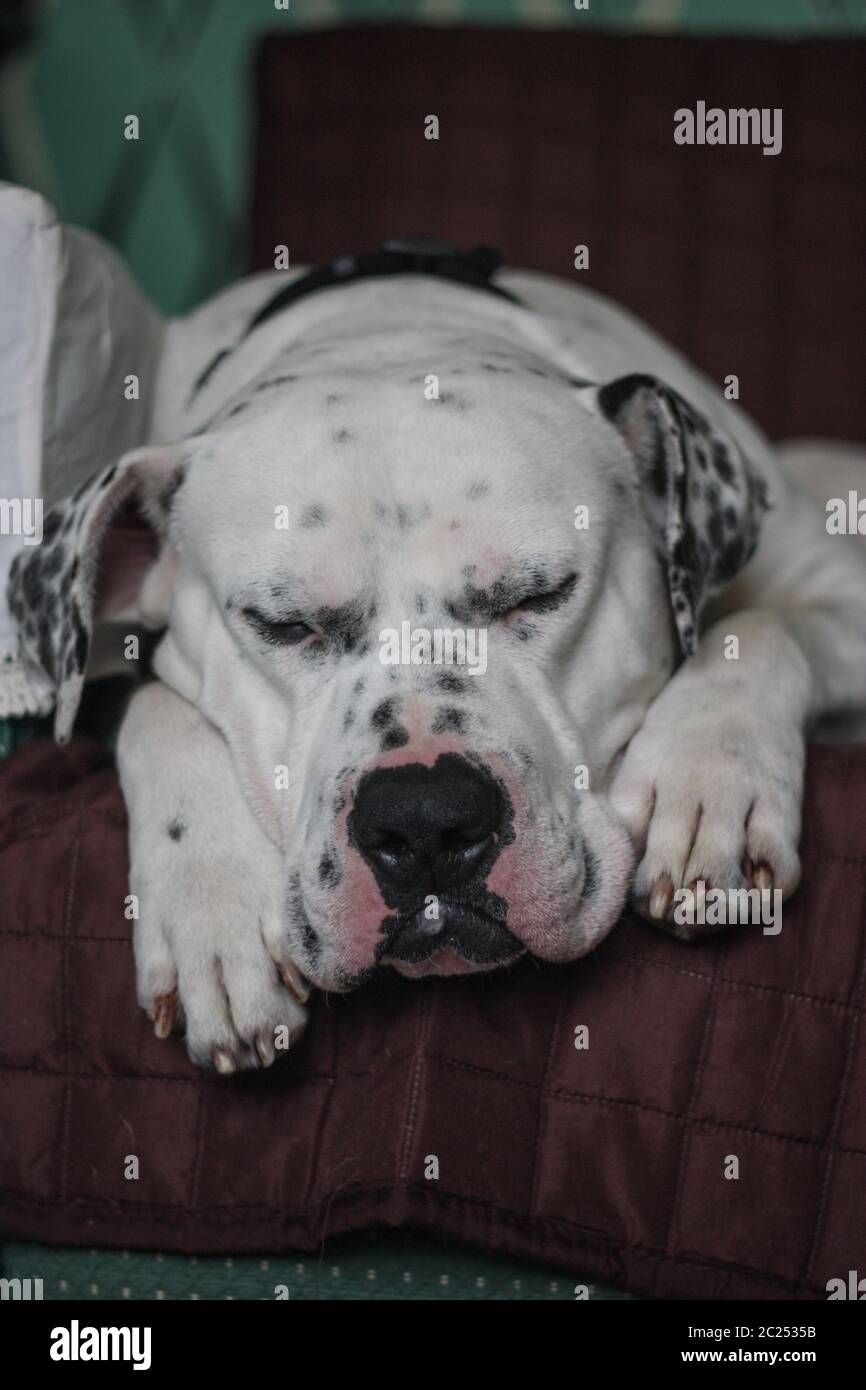 Cane del dormiglione fotografia stock. Immagine di addormentato - 71611586