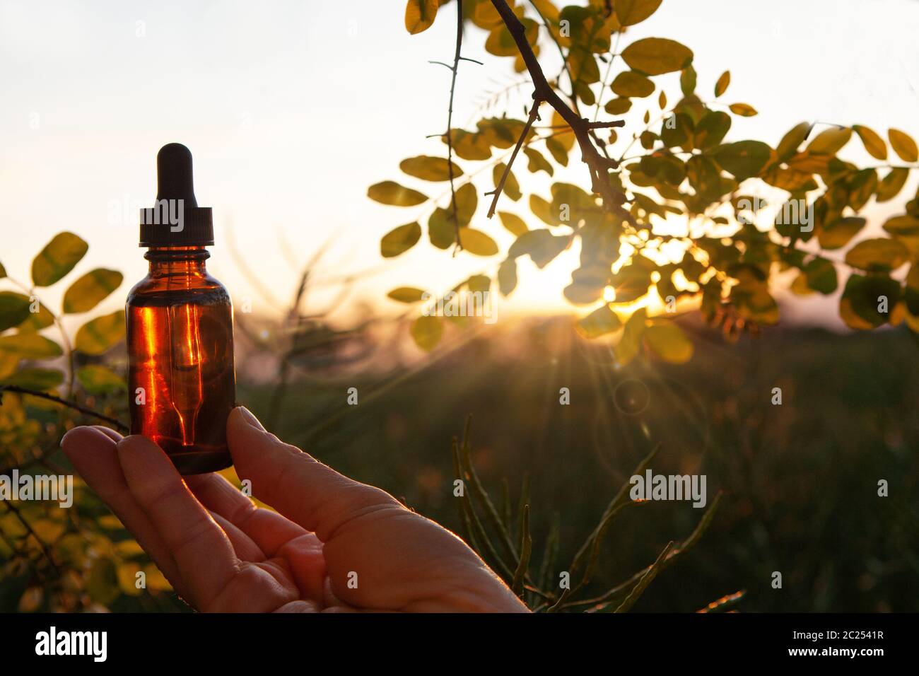 Olio essenziale organico di erbe in bottiglie di vetro su sfondo sfocato natura. Foto Stock