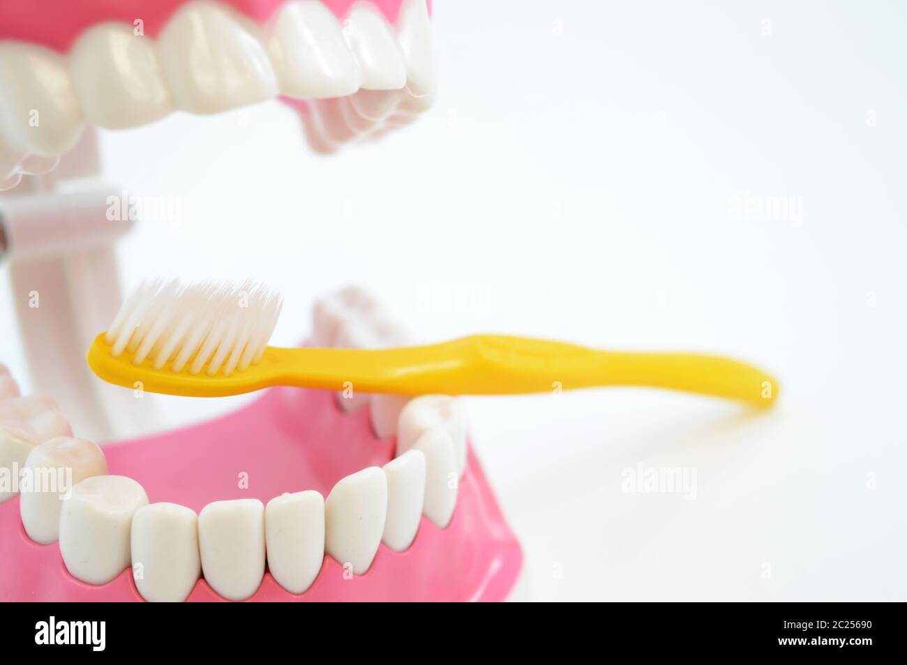 Uno strumento di esposizione odontoiatrica per spiegare come spazzolare correttamente i denti ai clienti durante le loro visite in clinica. Foto Stock