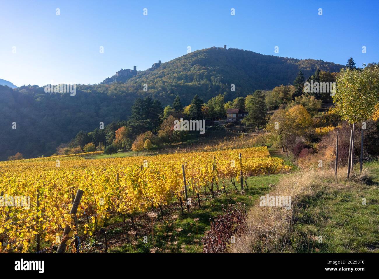 Una vista su un vigneto a Alsace Francia in autunno la luce Foto Stock