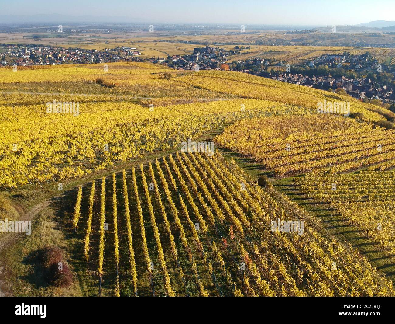 Una vista su un vigneto a Alsace Francia in autunno la luce Foto Stock
