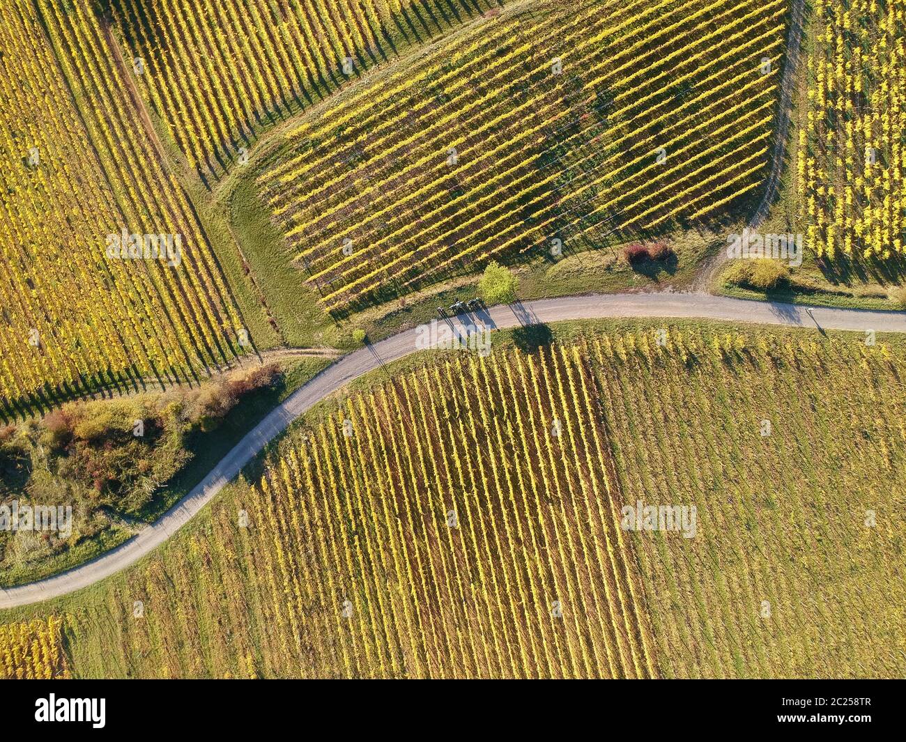 Una vista su un vigneto a Alsace Francia in autunno la luce Foto Stock