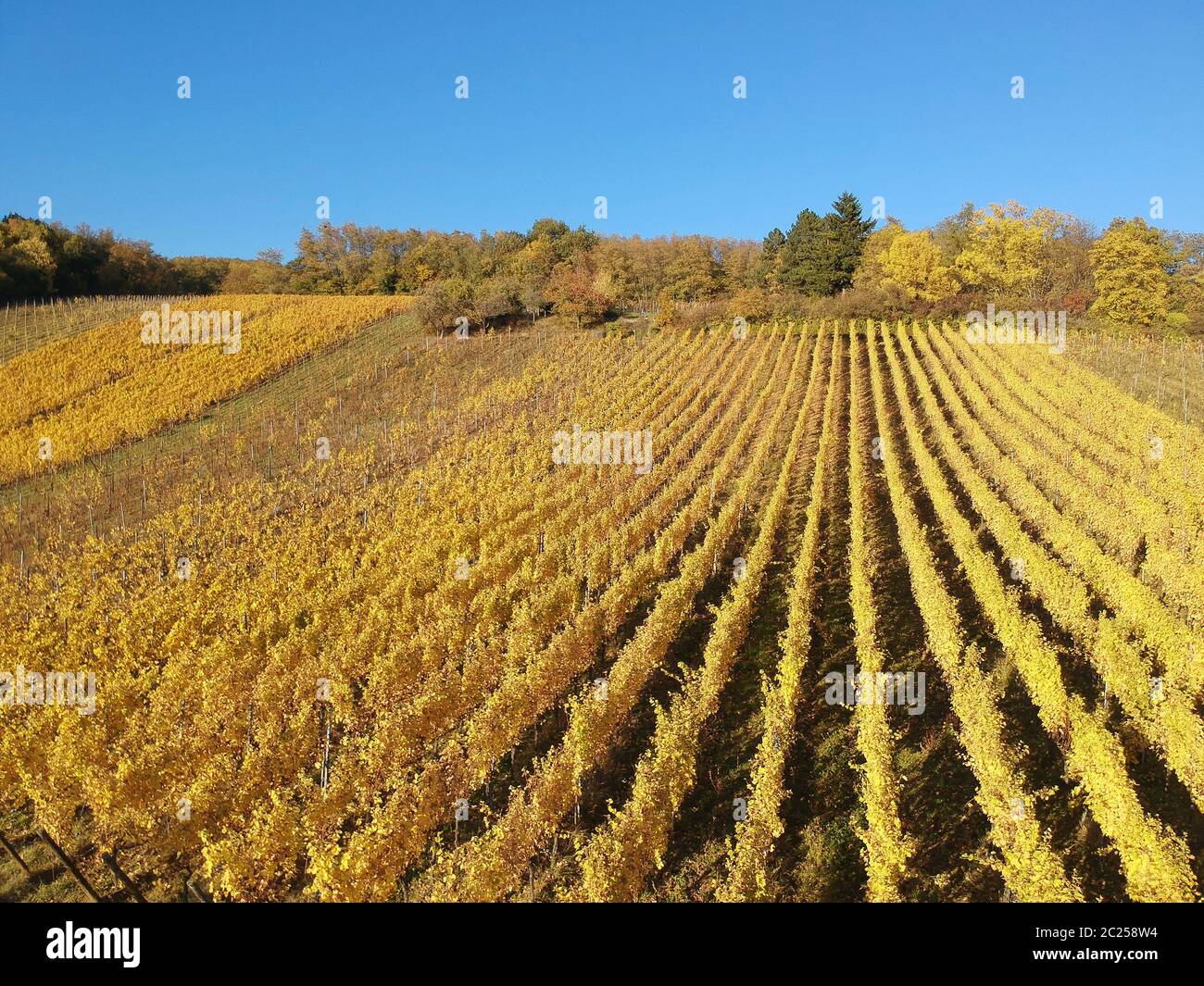 Una vista su un vigneto a Alsace Francia in autunno la luce Foto Stock
