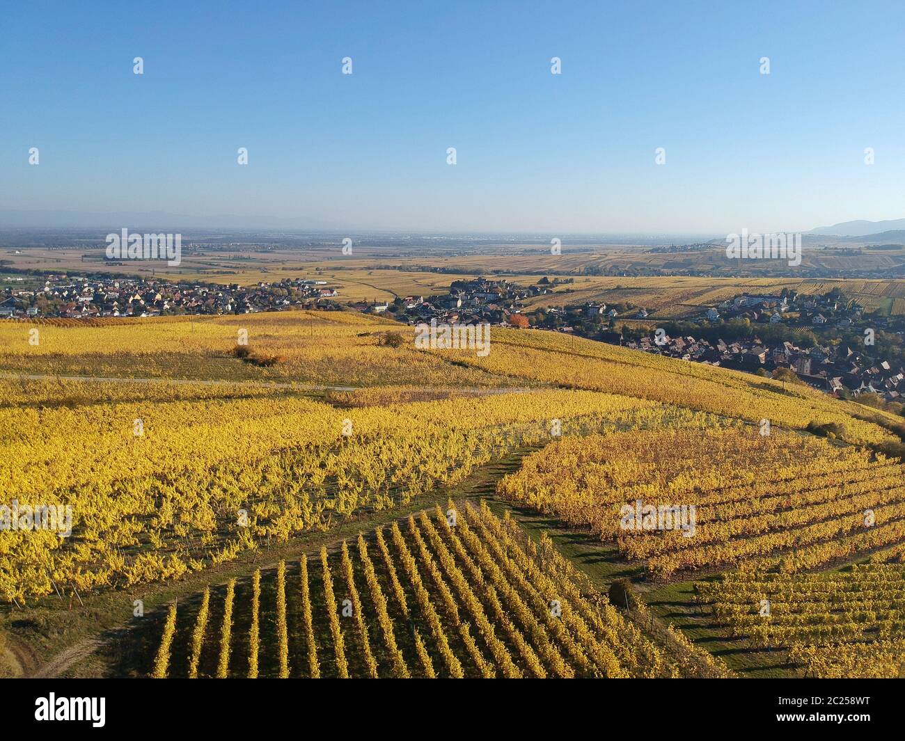 Una vista su un vigneto a Alsace Francia in autunno la luce Foto Stock