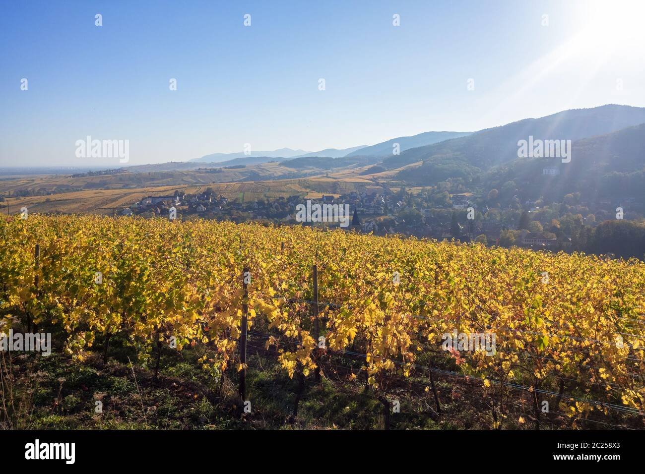 Una vista su un vigneto a Alsace Francia in autunno la luce Foto Stock