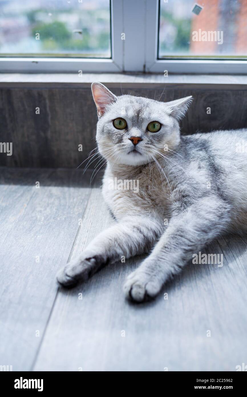 Un grande gatto grigio soffice si trova sul pavimento. Il concetto di animali domestici. Foto Stock
